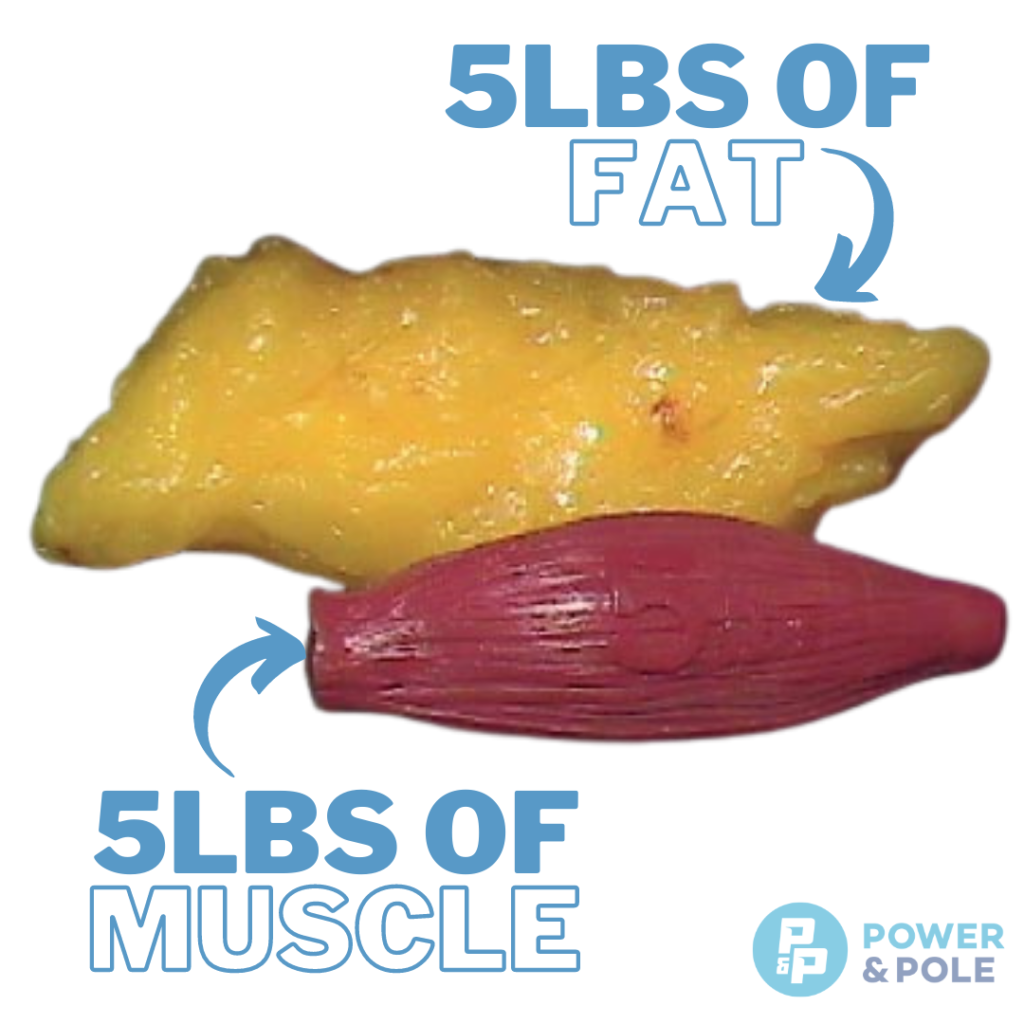 5 pounds of fat vs. 5 pounds of muscle